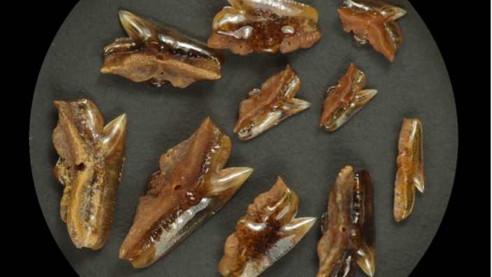 An array of shark teeth displayed in a circular shape